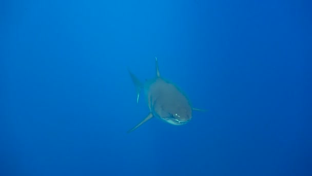 Fascinante buceo submarino con grandes tiburones blancos frente a la isla de Guadalupe en el océano Pacífico. México. . — Vídeos de Stock