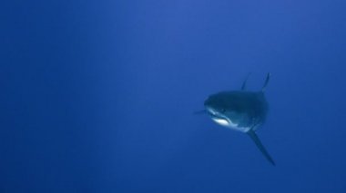 Büyük beyaz köpekbalıkları Guadalupe Adası Pasifik Okyanusu kapalı sualtı dalış büyüleyici. Meksika.