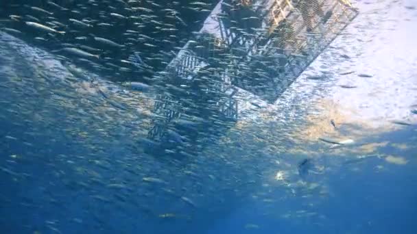 Fascinante buceo submarino frente a la isla de Guadalupe en el océano Pacífico. México. . — Vídeos de Stock