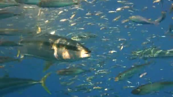 Affascinanti immersioni subacquee al largo dell'isola di Guadalupe nell'oceano Pacifico. Messico . — Video Stock