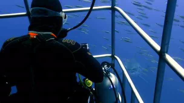 Fascinante buceo submarino con grandes tiburones blancos frente a la isla de Guadalupe en el océano Pacífico. México. . — Vídeos de Stock