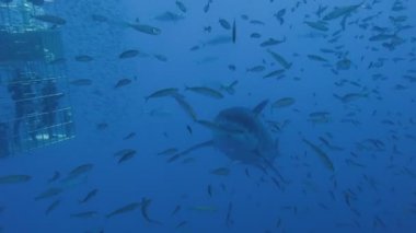 Büyük beyaz köpekbalıkları Guadalupe Adası Pasifik Okyanusu kapalı sualtı dalış büyüleyici. Meksika.