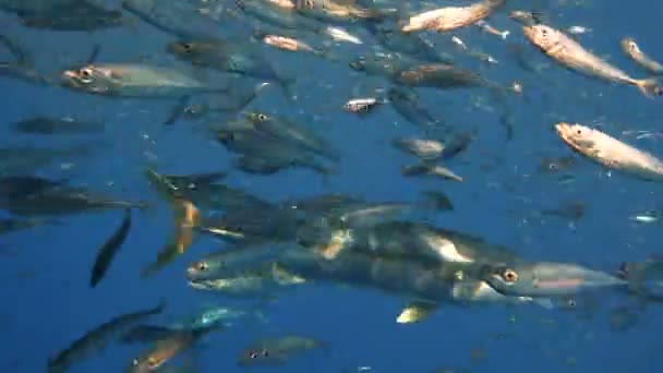 Fascinante buceo submarino frente a la isla de Guadalupe en el océano Pacífico. México. . — Vídeo de stock