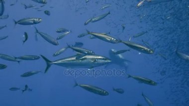 Büyük beyaz köpekbalıkları Guadalupe Adası Pasifik Okyanusu kapalı sualtı dalış büyüleyici. Meksika.