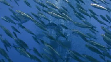 Büyüleyici sualtı Guadalupe Adası Pasifik Okyanusu kapalı dalış. Meksika.