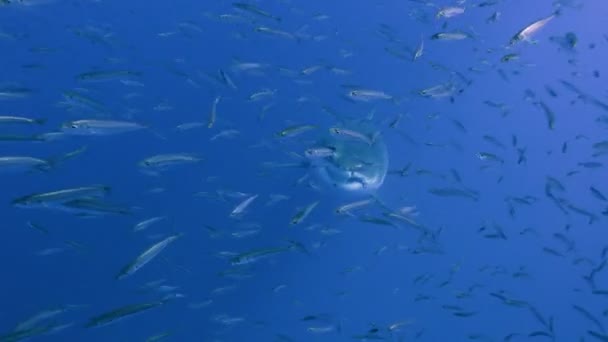 Mergulho subaquático fascinante com grandes tubarões brancos ao largo da ilha de Guadalupe, no oceano Pacífico. México . — Vídeo de Stock