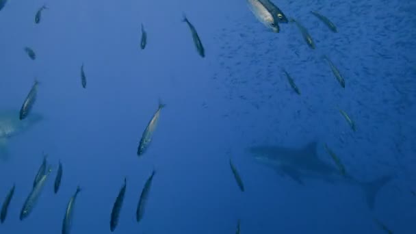 Fascinující podmořské potápění se žraloky bílé z Guadalupe ostrov v Tichém oceánu. Mexiko. — Stock video