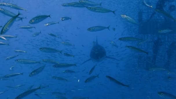 Mergulho subaquático fascinante com grandes tubarões brancos ao largo da ilha de Guadalupe, no oceano Pacífico. México . — Vídeo de Stock