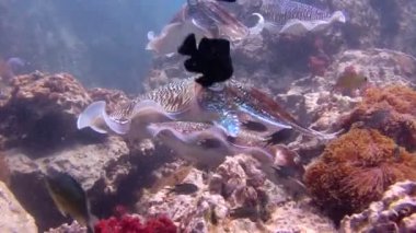 Andaman Denizi sualtı dalış heyecan verici. Tayland. Firavun mürekkep balığı nazik ve maymun iştahlı çiftleşme dansı.