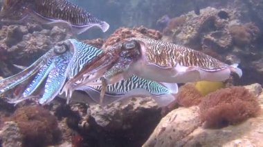 Andaman Denizi sualtı dalış heyecan verici. Tayland. Firavun mürekkep balığı nazik ve maymun iştahlı çiftleşme dansı.