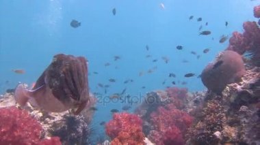 Andaman Denizi sualtı dalış heyecan verici. Tayland. Firavun mürekkep balığı nazik ve maymun iştahlı çiftleşme dansı.