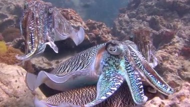 Andaman Denizi sualtı dalış heyecan verici. Tayland. Firavun mürekkep balığı nazik ve maymun iştahlı çiftleşme dansı.