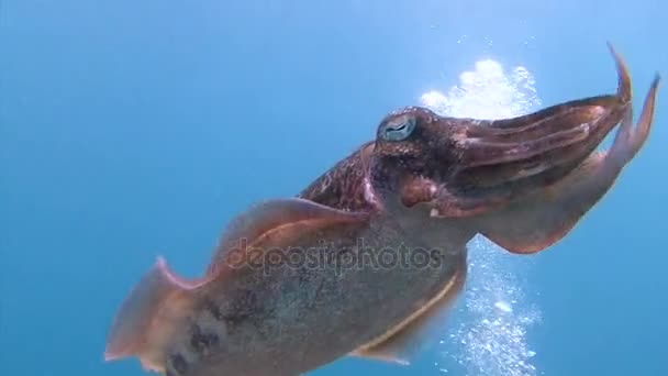 신나는 수 중 다이빙 안다만 바다에. 태국. 파라오 오징어의 부드럽고 까 탈 짝짓기 춤. — 비디오