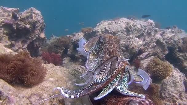 Exciting underwater diving in the Andaman sea. Thailand. Gentle and temperamental mating dance of Pharaoh cuttlefish. — Stock Video