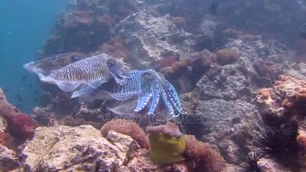 Emocionante buceo submarino en el mar de Andamán. Tailandia. Danza de apareamiento suave y temperamental de la sepia del faraón . — Vídeo de stock