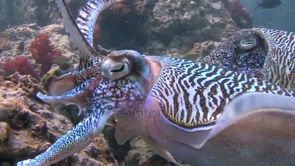 Exciting underwater diving in the Andaman sea. Thailand. Gentle and temperamental mating dance of Pharaoh cuttlefish. — Stock Video