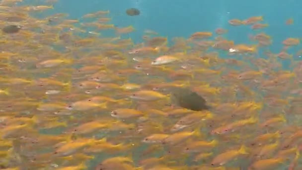 Spännande undervattens dykning i Andamansjön. Thailand. En flock av snappers fisk. — Stockvideo