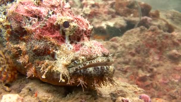 Spännande undervattens dykning i Andamansjön. Thailand. Skorpionfisk. — Stockvideo