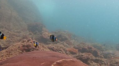Andaman Denizi sualtı dalış heyecan verici. Tayland. Palyaço balık ve anemon sembiyoz.