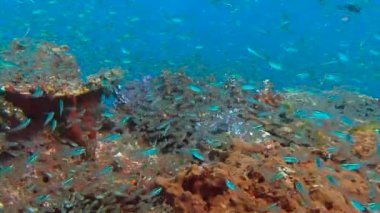 Andaman Denizi sualtı dalış heyecan verici. Tayland. Cam balık sürüleri.