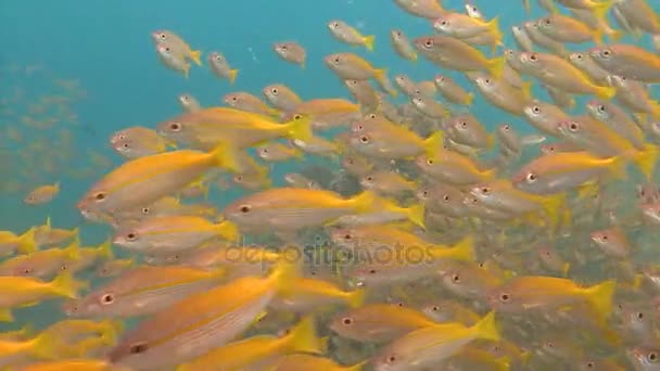 Spännande undervattens dykning i Andamansjön. Thailand. En flock av snappers fisk. — Stockvideo