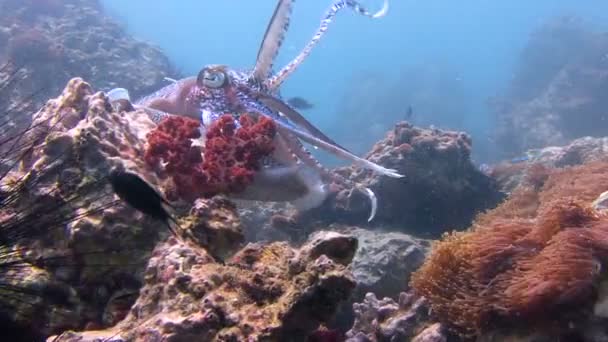 Vzrušující, podmořské potápění v Andamanském moři. Thajsko. Jemný a temperamentní páření faraon sépie. — Stock video