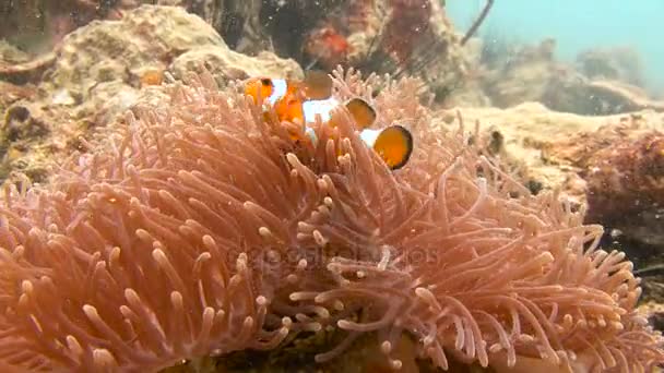 Emozionanti immersioni subacquee nel mare delle Andamane. Thailandia. Simbiosi di pesci pagliaccio e anemoni . — Video Stock