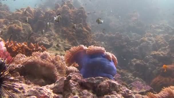 Spännande undervattens dykning i Andamansjön. Thailand. Symbios av clown fisk och anemoner. — Stockvideo