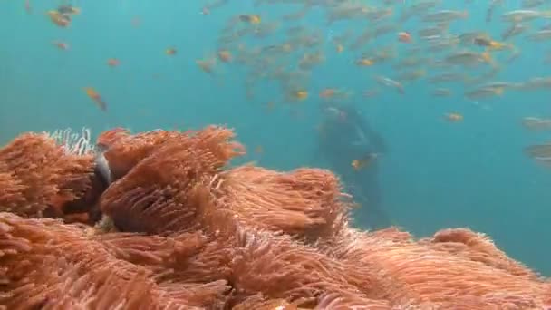 Захоплюючий підводний дайвінг на Андаманське море. Таїланд. Симбіоз клоун-риб і анемони. — стокове відео