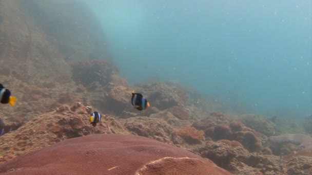 Spännande undervattens dykning i Andamansjön. Thailand. Symbios av clown fisk och anemoner. — Stockvideo