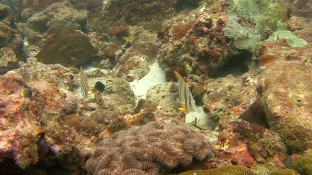 Plongée sous-marine passionnante dans la mer d'Andaman. Thaïlande . — Video