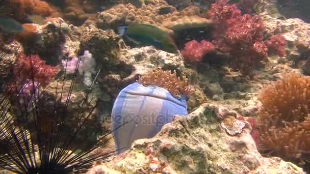 Spannende onderwater duiken in de Andamanzee. Thailand. — Stockvideo
