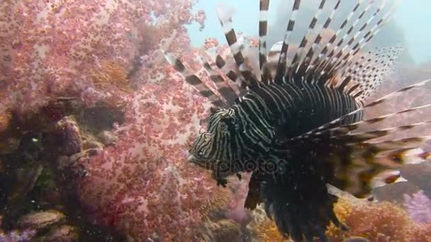 Vzrušující, podmořské potápění v Andamanském moři. Thajsko. Půvabná Perutýn přes barevný korálový útes. — Stock video