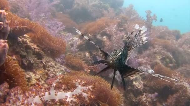 Mergulho subaquático emocionante no mar de Andaman. Tailândia. Peixe-leão gracioso sobre um recife de coral colorido . — Vídeo de Stock