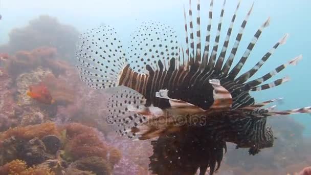 Spannende onderwater duiken in de Andamanzee. Thailand. Sierlijke lionfish over een kleurrijke koraal rif. — Stockvideo