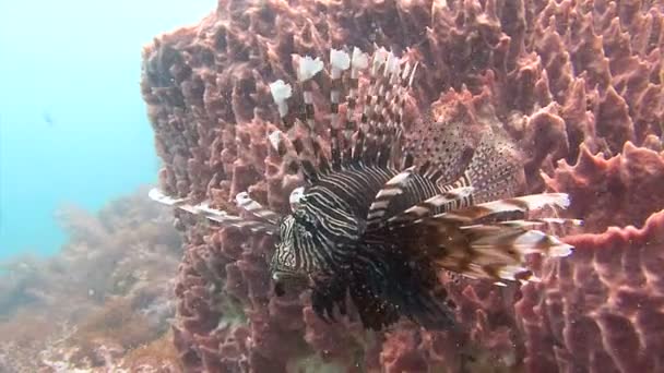Mergulho subaquático emocionante no mar de Andaman. Tailândia. Peixe-leão gracioso sobre um recife de coral colorido . — Vídeo de Stock