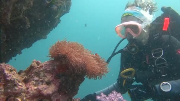 Exciting underwater diving in the Andaman sea. Thailand. Symbiosis of clown fish and anemones. — Stock Video