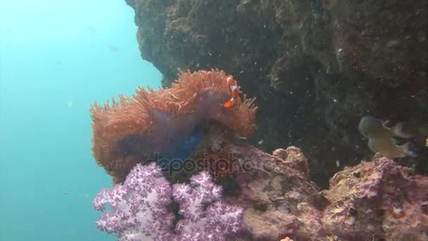 Mergulho subaquático emocionante no mar de Andaman. Tailândia. Simbiose de peixes palhaços e anêmonas . — Vídeo de Stock