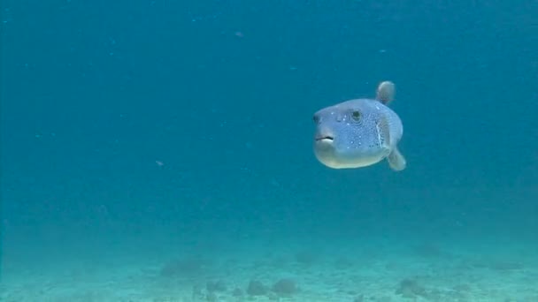 Spannende onderwater duiken in de Andamanzee. Thailand. Arothronfish. — Stockvideo