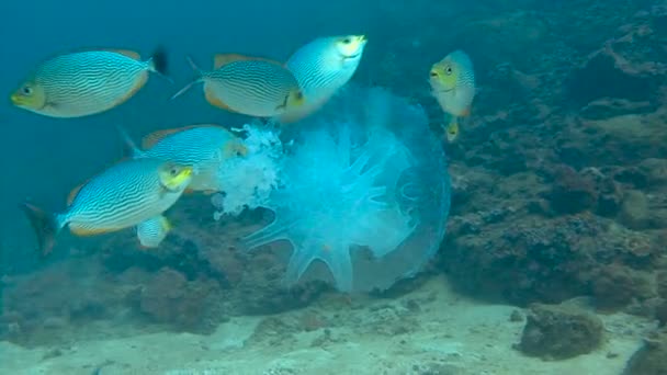 Mergulho subaquático emocionante no mar de Andaman. Tailândia. Um bando de peixes tropicais come medusas . — Vídeo de Stock