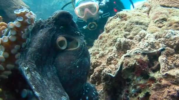 Mergulho subaquático emocionante no mar de Andaman. Tailândia. Polvo . — Vídeo de Stock