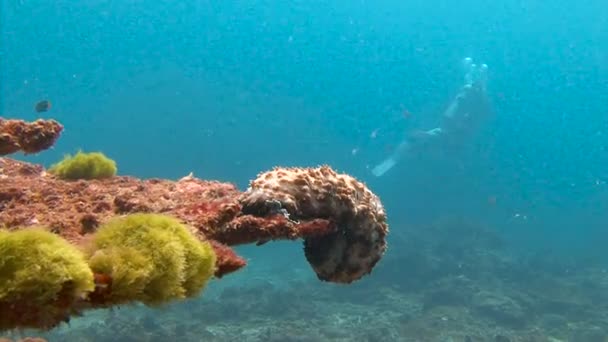 Mergulho subaquático emocionante no mar de Andaman. Tailândia. Pepino marinho . — Vídeo de Stock