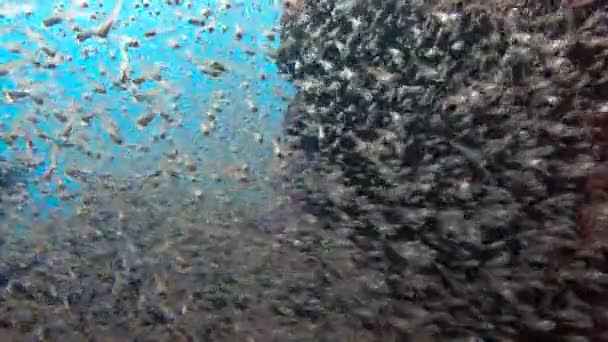 Mergulho subaquático emocionante no mar de Andaman. Tailândia. Enxames de peixe de vidro . — Vídeo de Stock