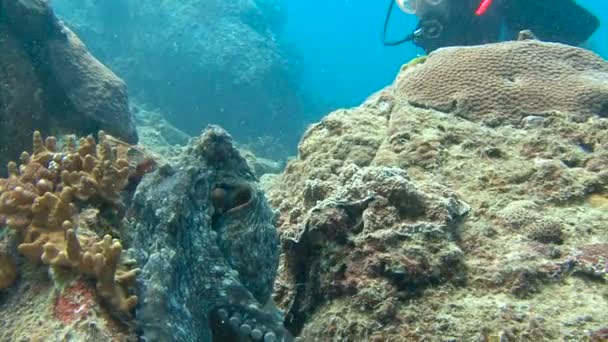 Mergulho subaquático emocionante no mar de Andaman. Tailândia. Polvo . — Vídeo de Stock