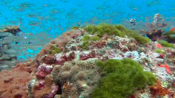 Spannende onderwater duiken in de Andamanzee. Thailand. Zwermen van glas vis. — Stockvideo