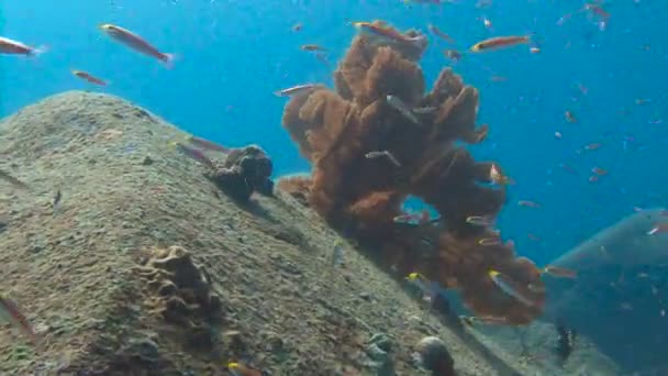 Plongée sous-marine passionnante dans la mer d'Andaman. Thaïlande. Gorgonien . — Video