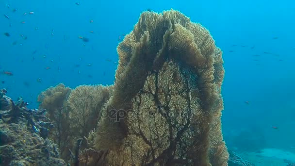 Spannende onderwater duiken in de Andamanzee. Thailand. Hoornkoralen. — Stockvideo