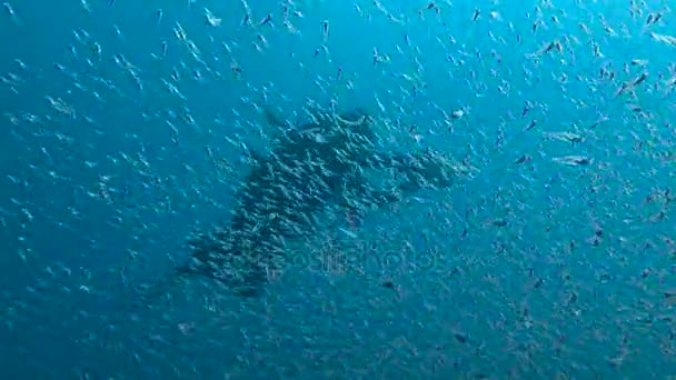 アンダマン海でエキサイティングな水中ダイビング。タイ。ガラス魚の群れ. — ストック動画