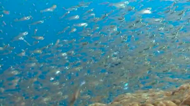Exciting underwater diving in the Andaman sea. Thailand. Swarms of glass fish. — Stock Video