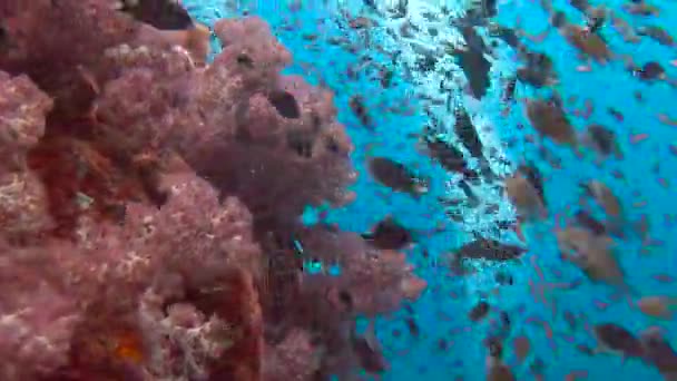 Συναρπαστικές υποβρύχιες καταδύσεις στη θάλασσα Andaman. Ταϊλάνδη. — Αρχείο Βίντεο